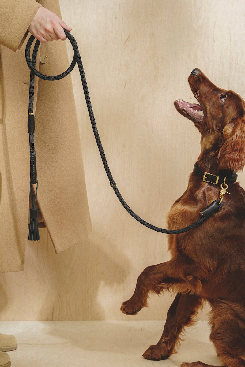 Dog Leash Pony - PAWS