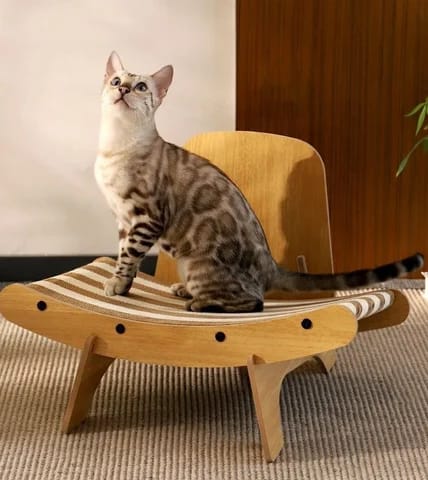 Dandruff Scratcher - PAWS