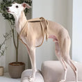 Load image into Gallery viewer, Minimal Rope Dog Harness - PAWS
