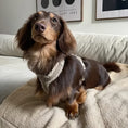 Load image into Gallery viewer, Teddy Dog Harness - PAWS
